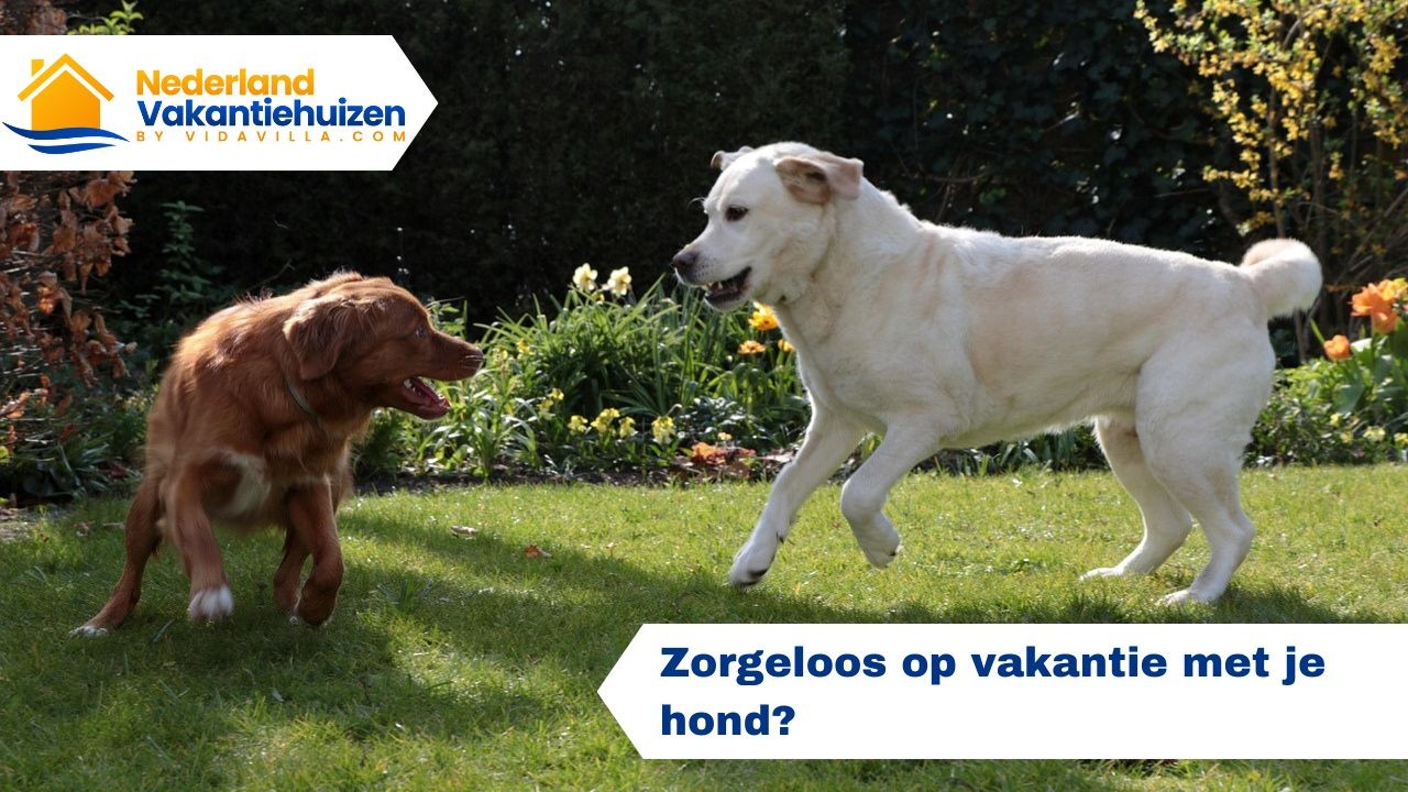 Op vakantie met je hond in Nederland? Kies een vakantiehuis met omheinde tuin