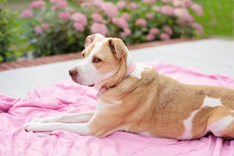 Je hond in je tuin